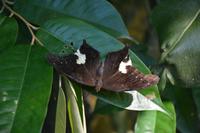 427 Schmetterlingspark Kuala Lumpur