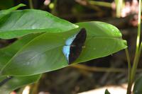 428 Schmetterlingspark Kuala Lumpur