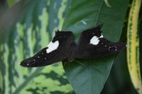 429 Schmetterlingspark Kuala Lumpur