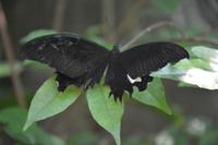 431 Schmetterlingspark Kuala Lumpur