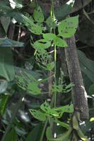 433 Schmetterlingspark Kuala Lumpur