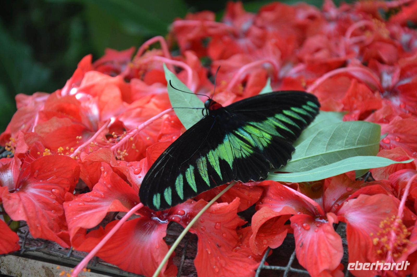 439 Schmetterlingspark Kuala Lumpur