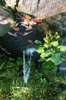 441 Schmetterlingspark Kuala Lumpur