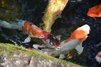 442 Schmetterlingspark Kuala Lumpur