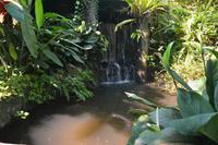 444 Schmetterlingspark Kuala Lumpur