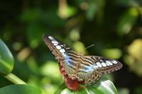 446 Schmetterlingspark Kuala Lumpur