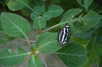 447 Schmetterlingspark Kuala Lumpur