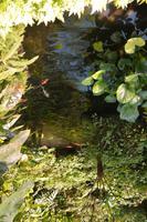 448 Schmetterlingspark Kuala Lumpur