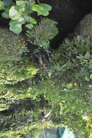 449 Schmetterlingspark Kuala Lumpur