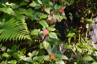 450 Schmetterlingspark Kuala Lumpur