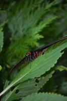 452 Schmetterlingspark Kuala Lumpur