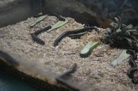 453 Schmetterlingspark Kuala Lumpur