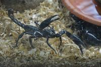 454 Schmetterlingspark Kuala Lumpur