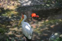 466 Vogelpark Kuala Lumpur