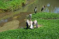 468 Vogelpark Kuala Lumpur