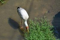 469 Vogelpark Kuala Lumpur