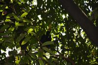 476 Vogelpark Kuala Lumpur