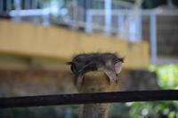 477 Vogelpark Kuala Lumpur