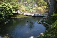 479 Vogelpark Kuala Lumpur