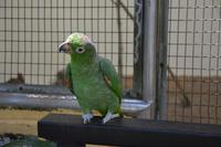 484 Vogelpark Kuala Lumpur