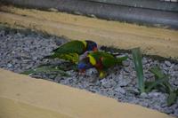 485 Vogelpark Kuala Lumpur