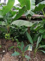 Orchideengarten in Singapur