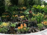 Orchideengarten in Singapur