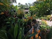 Orchideengarten in Singapur
