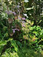 Orchideengarten in Singapur