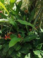 Orchideengarten in Singapur