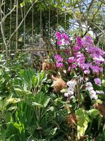 Orchideengarten in Singapur