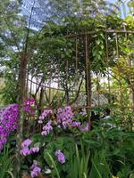 Orchideengarten in Singapur