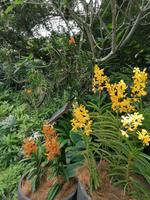 Orchideengarten in Singapur