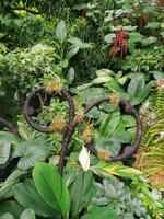 Orchideengarten in Singapur