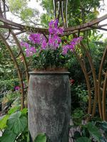 Orchideengarten in Singapur