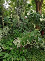 Orchideengarten in Singapur