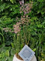 Orchideengarten in Singapur