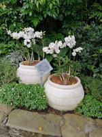 Orchideengarten in Singapur