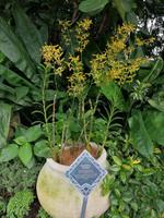Orchideengarten in Singapur
