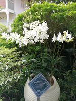 Orchideengarten in Singapur