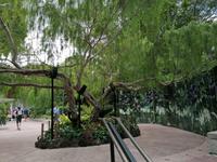 Orchideengarten in Singapur