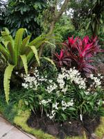 Orchideengarten in Singapur