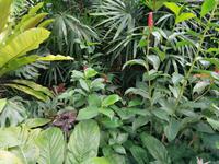 Orchideengarten in Singapur