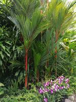 Orchideengarten in Singapur