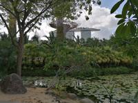 Gardens by the bay Singapur