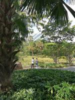 Gardens by the bay Singapur