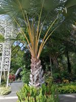 Gardens by the bay Singapur