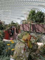 Gardens by the bay Singapur