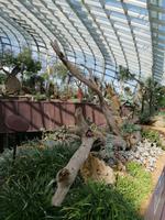 Gardens by the bay Singapur