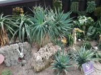 Gardens by the bay Singapur